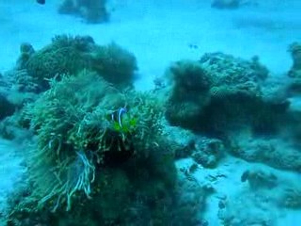 nemo