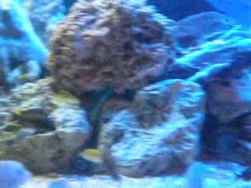 AKVARYUM VE YUNUSLAR