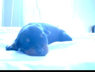 Abyss apprend à marcher