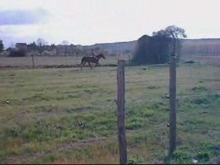 Mercredi 8 Avril, Alladin CSO puis sans riien =)