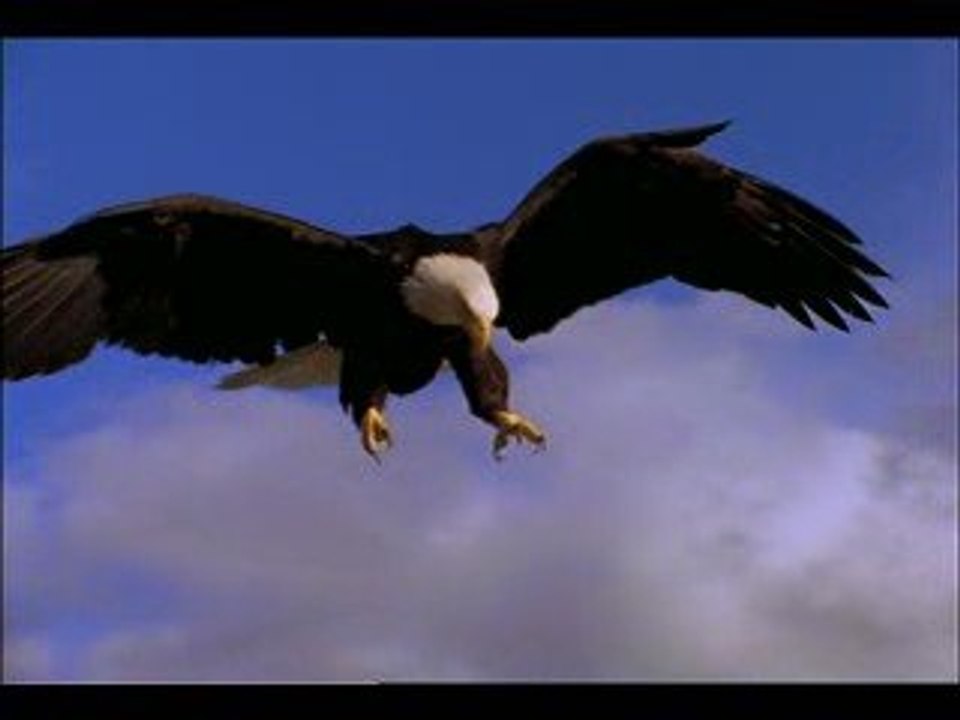 Aigle