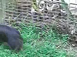 D'JINNY 11 Avril 2009