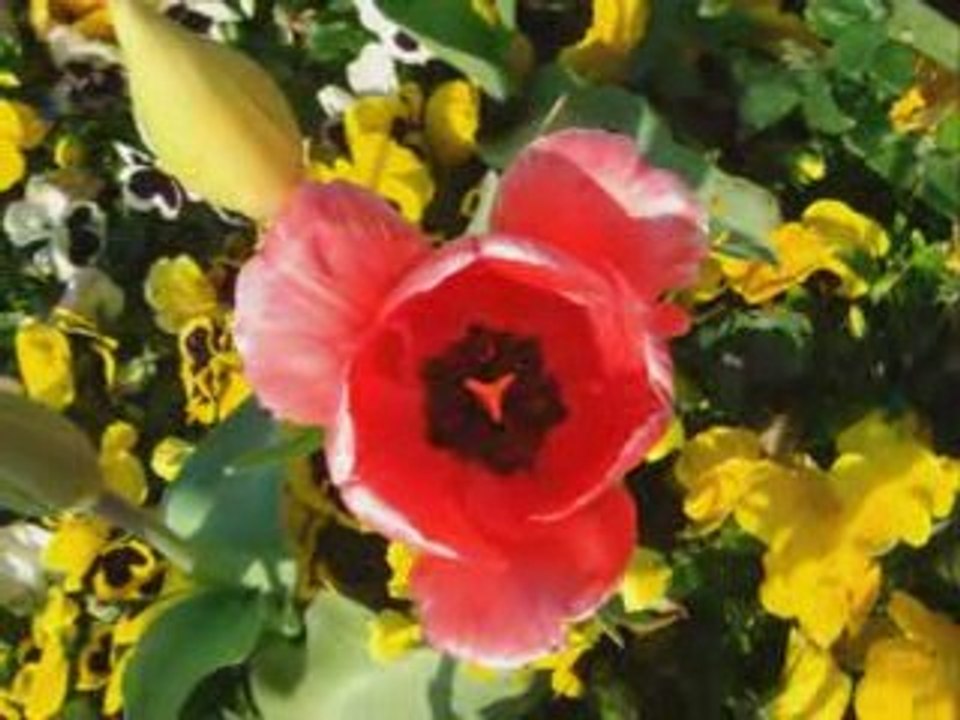 Fatih Erkoc - Ellerim Bombos