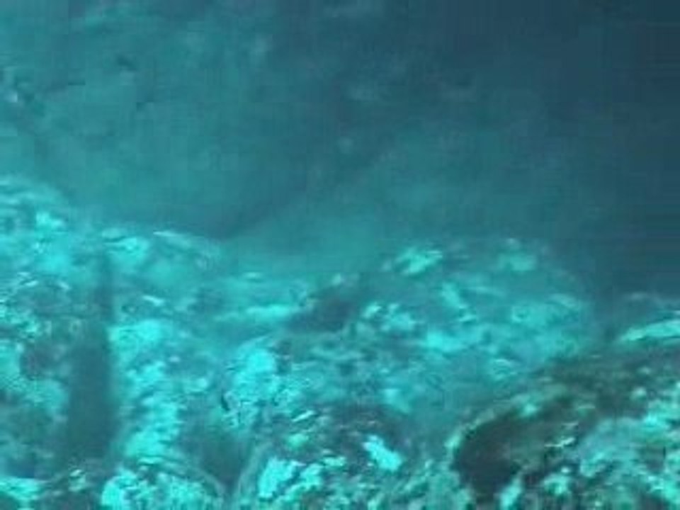 La fosse aux requins