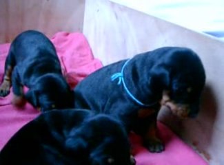 Abyss, Elfy, et Akimbo, premiers chahuts