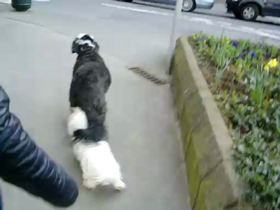 gina et alpha