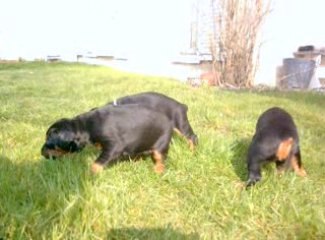 Abyss, Elfy, et Akimbo, premiere sortie