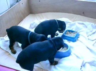 Abyss, Elfy, et Akimbo, premier repas de grand