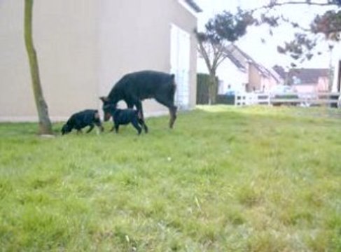 Abyss et Elfy dehors avec Kali