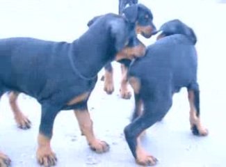 Abyss, Elfy, et Akimbo, à la plage