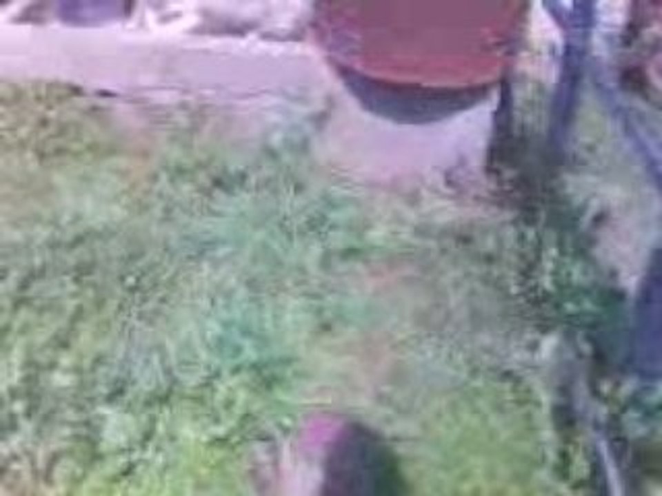 Grass cutting