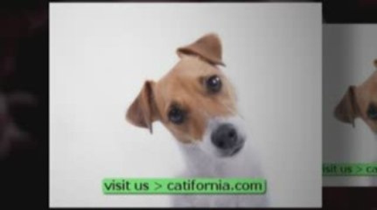 vote for your best pet