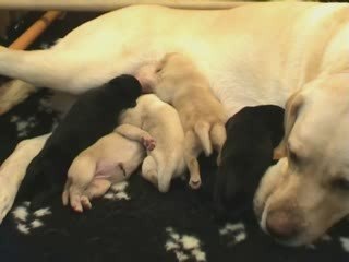 Kaly - Portée A - 09.04.2009