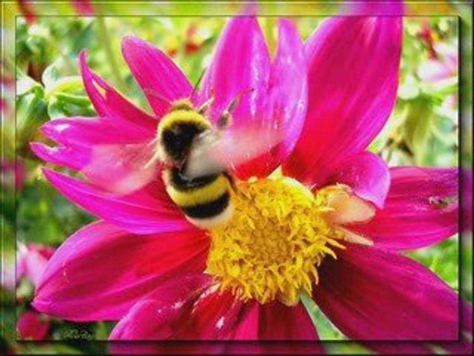 RELAXING ASSORTED FLOWERS - SECRET GARDEN - NOCTURNE