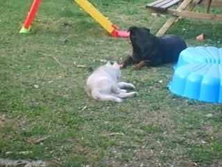 Mon rott et mon husky