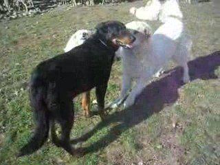 Vies de chiens au troupeau