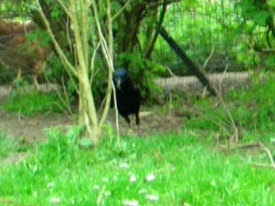 Les vocalises de Gaïa