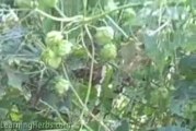 Harvesting Hops: Humulus lupulus