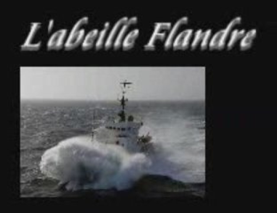 Abeille Flandre Ouessant