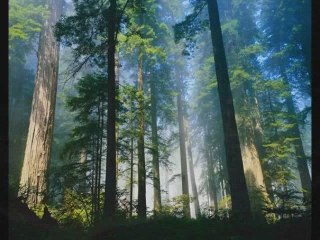 PopulationData.net - Capsule vidéo Emissions de CO2