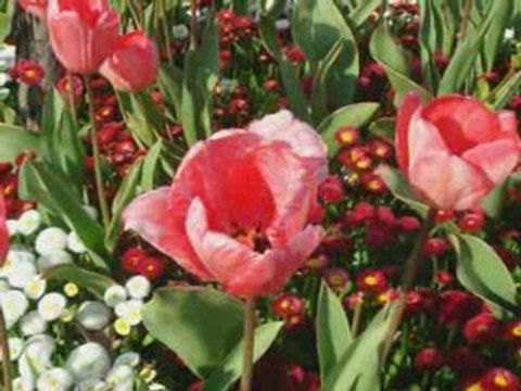 Soner arıca - Don gel hadi gel sensiz dunya bana dar