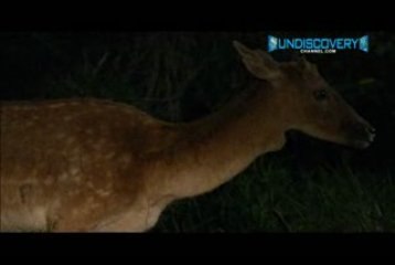 "Hunting " part of the African Ghost aka the torch-eye Owl!