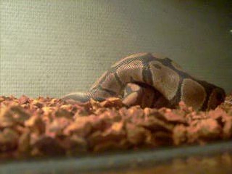python
