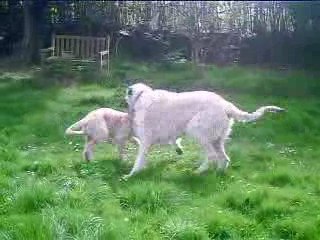 Faust (3 mois) et Flo (2 ans). Irish wolfhound.12 avril 2009