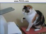 Cat vs a printer apparently this cat has shotguns for arms