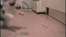 КОТЫ