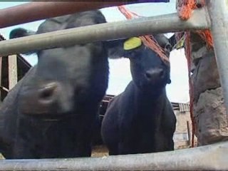 Farmer fears grow as animal rustling is on the rise