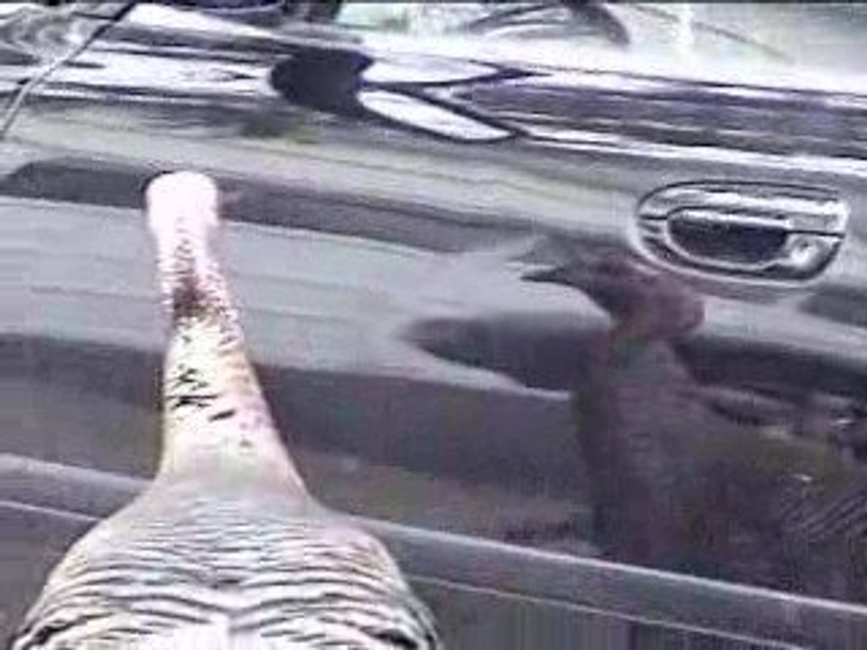 dindon vs carrosserie