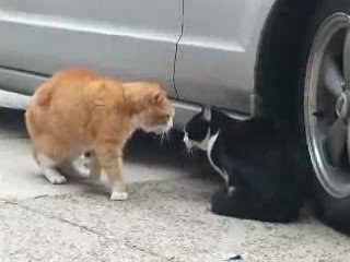 Scene de menage entre chats