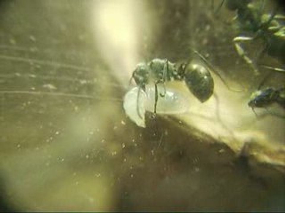 POLYRHACHIS DIVES TISSE AVEC UNE LARVE 2