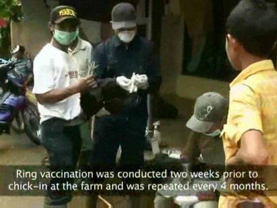 Field Trial Vaccination #4 (Ring Vaccination)