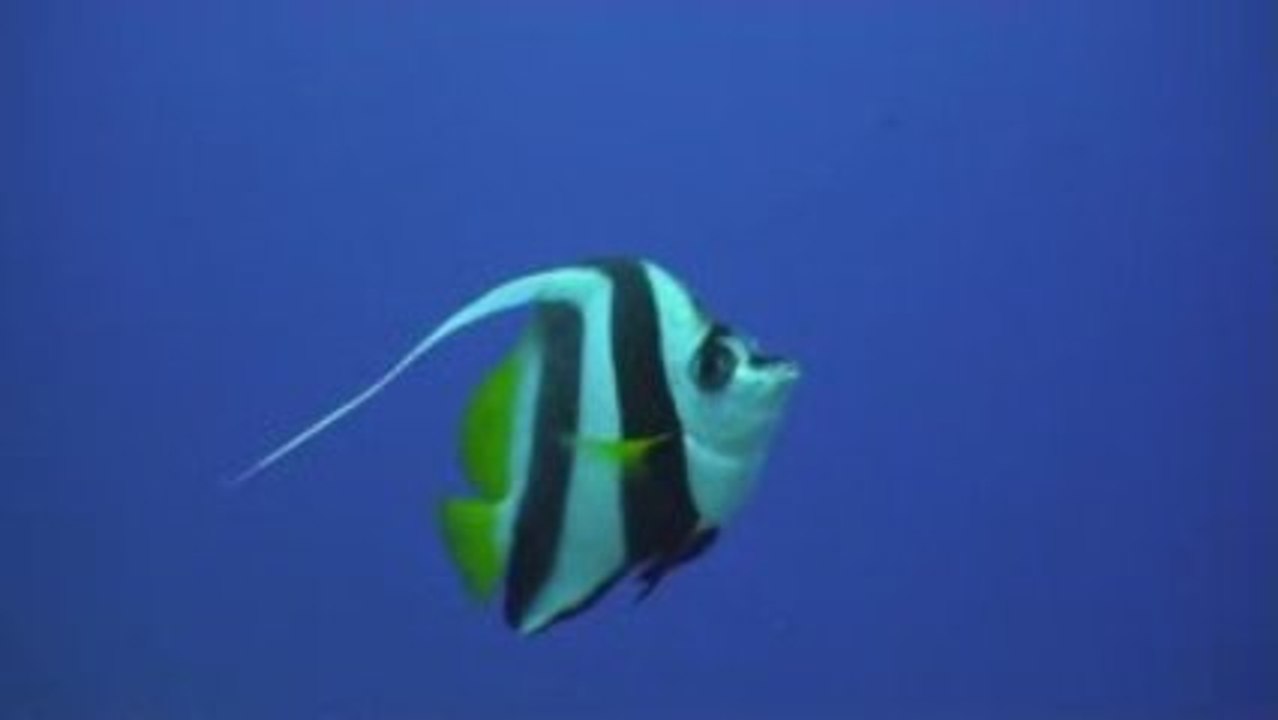 Tikehau, Diving & Landscapes