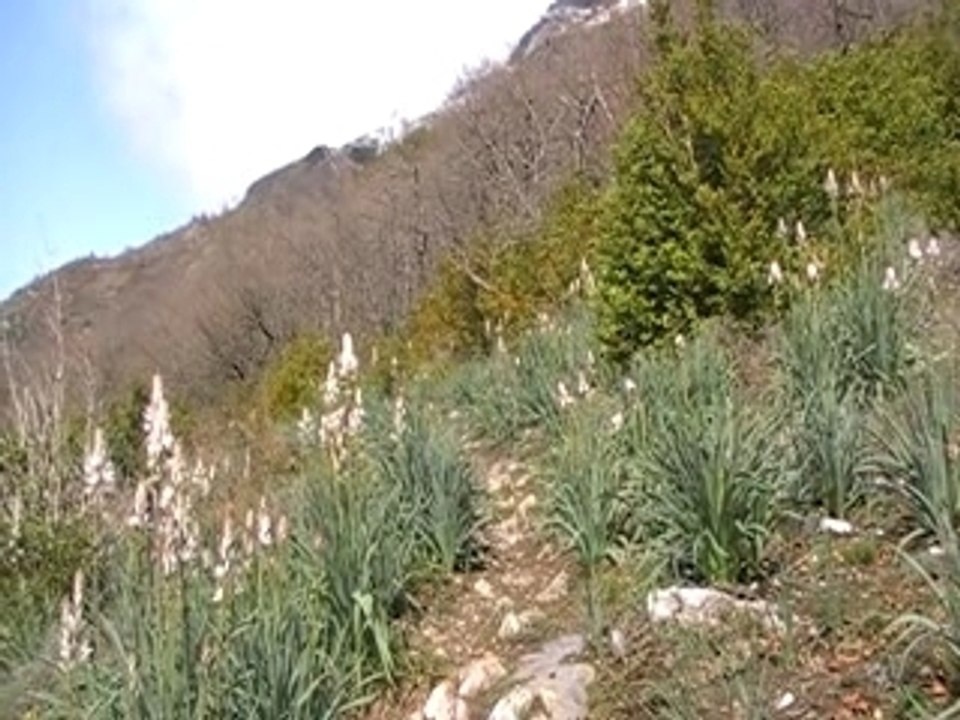 Asphodelle