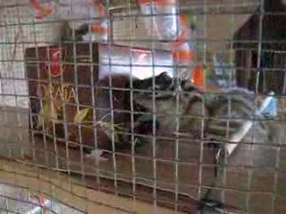 écupacques 002
