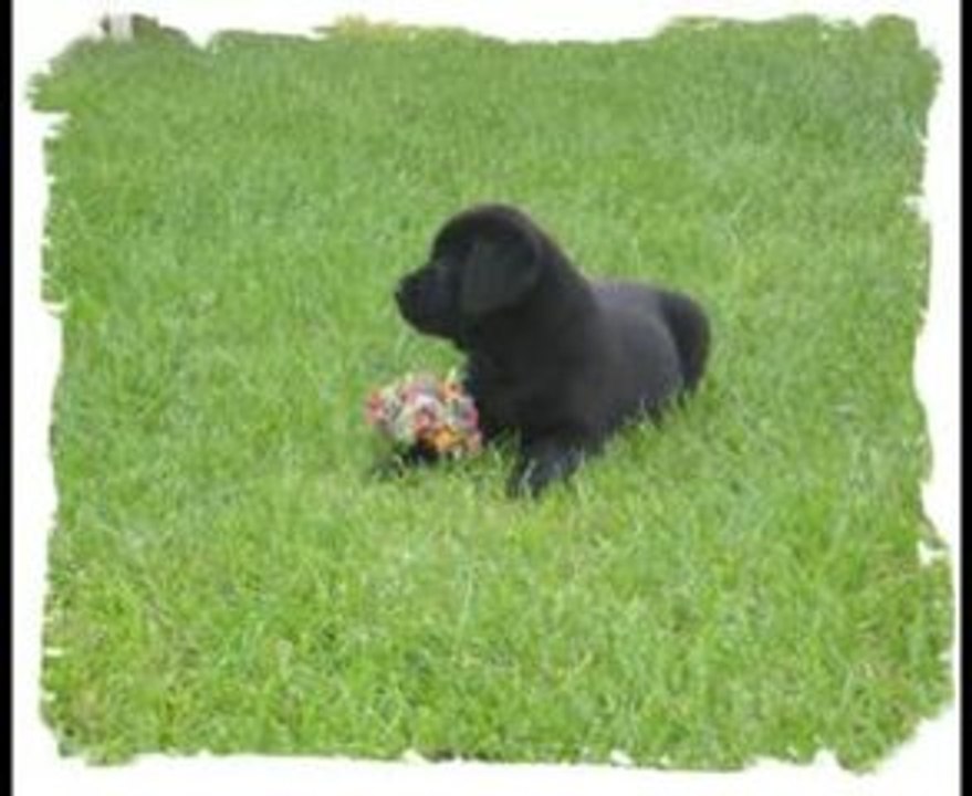 Bess labradors vidéo photos