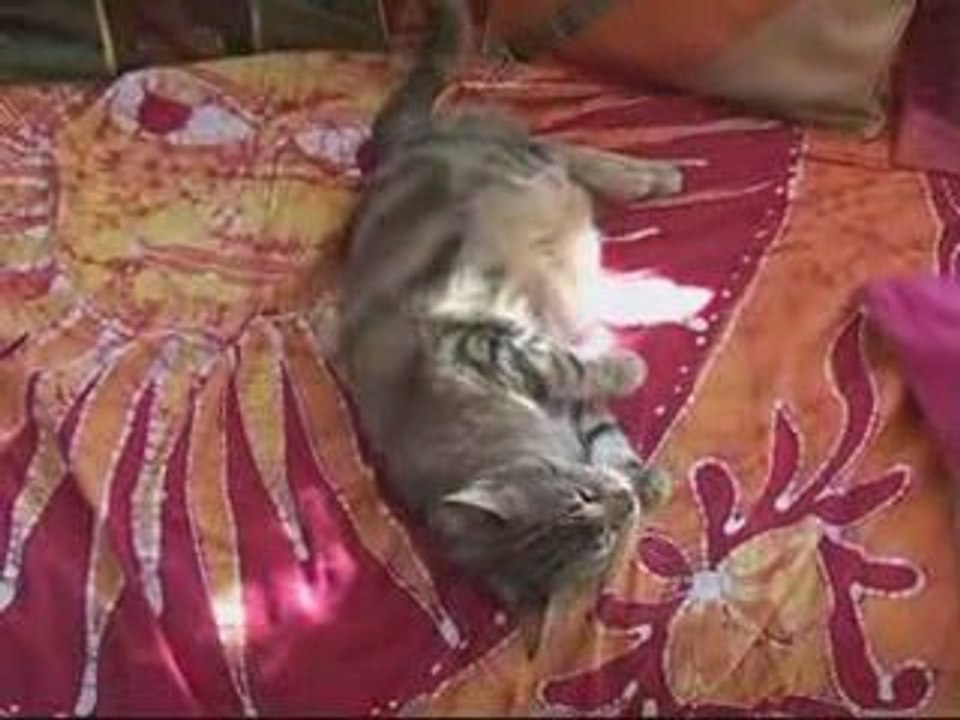 Tigrette