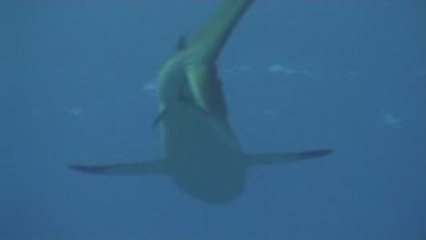 Moorea, Diving at Tiki