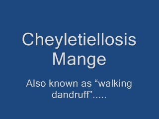 Dog Hair Loss, Mange and Mites