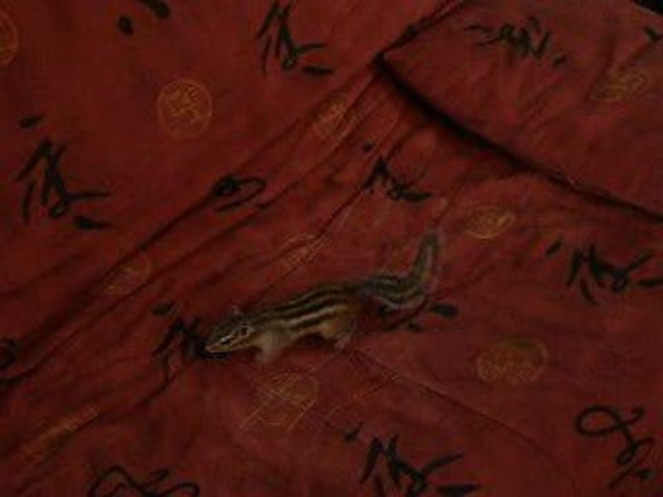 Kira fait des claquettes