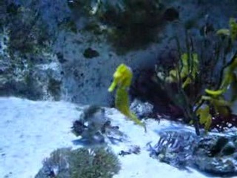 seaquarium grau du roi 2