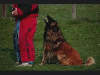 CCF Club Canin Forezien.Simba Tsar de la Criniére Noire