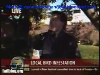 Bird Takes A Crap Reporter Face