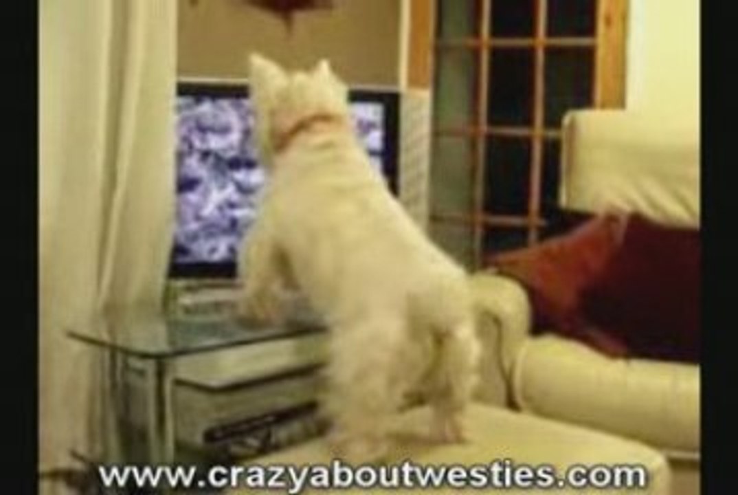 Our Westie Hogs The TV