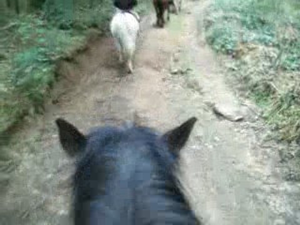 Chevaux 017