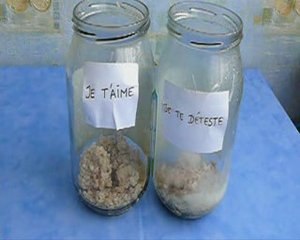 Le pouvoir de l'eau - L'expérience du riz 2