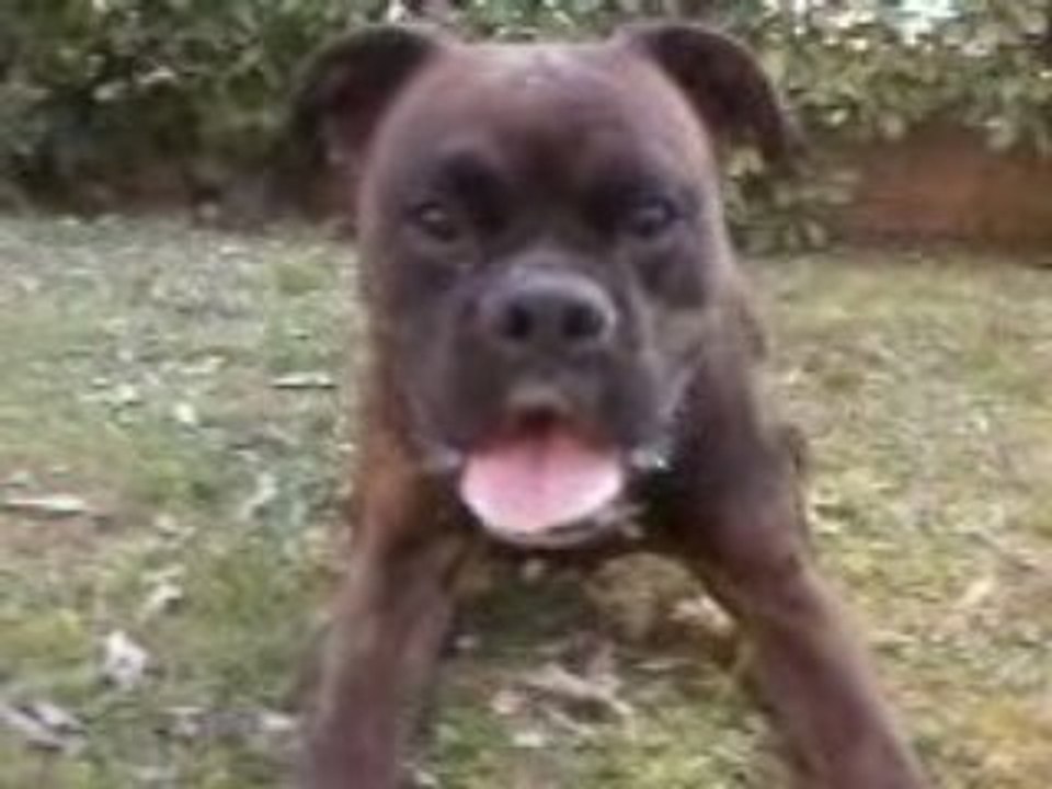 Black , boxer mâle brengé 2ans
